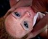 video porno Rousses